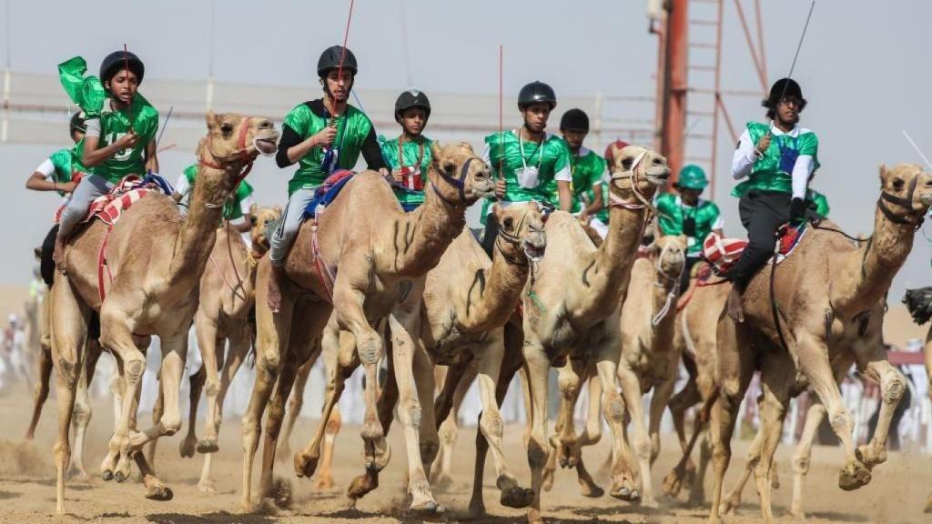 Carreras de camellos en Arabia Saudí.