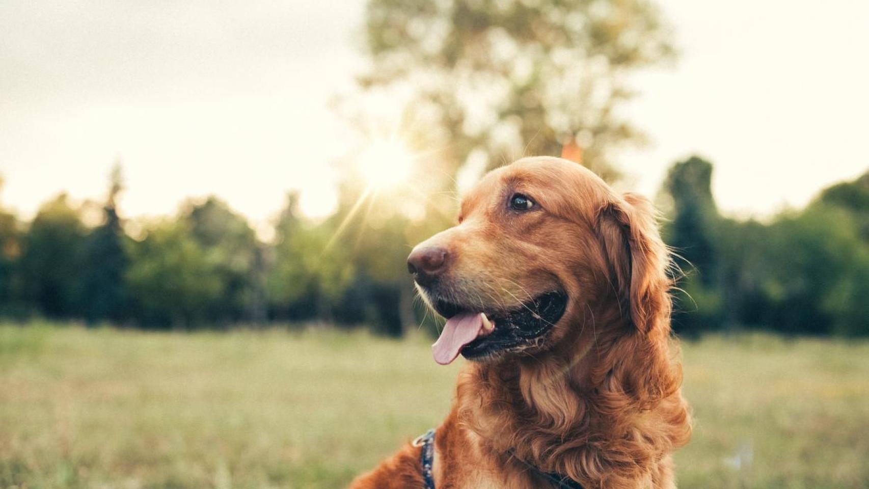 Un perro en un parque.