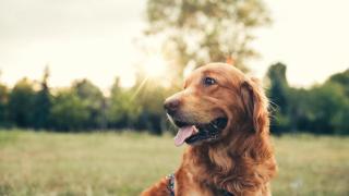 Un perro en un parque.
