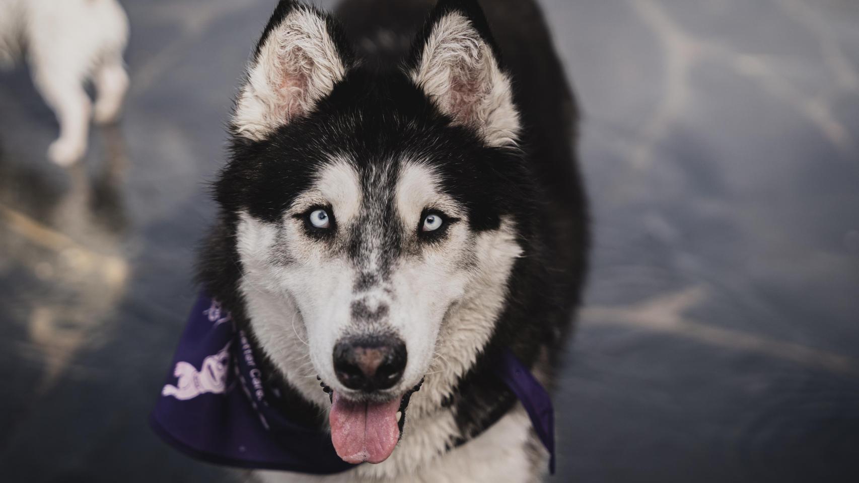 Un husky en una carrera para perros.