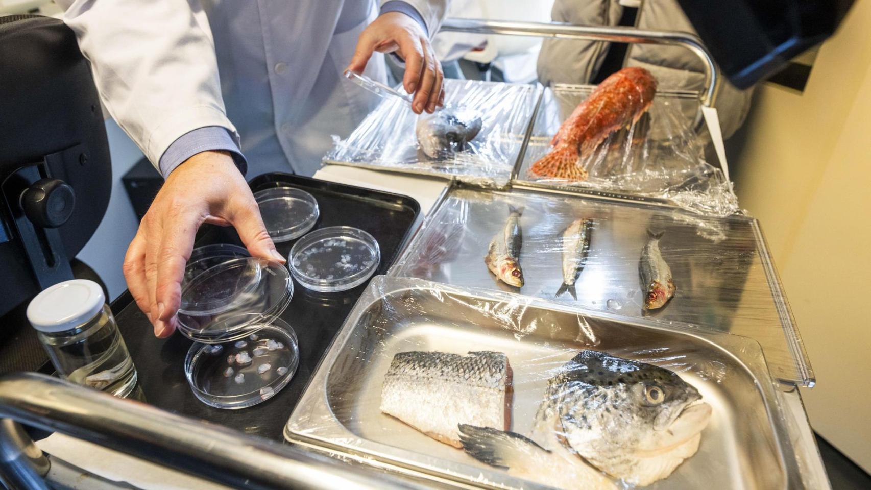 Científicos de la Universidad de Granada (UGR) han desarrollado un nuevo biotejido utilizando escamas de peces.
