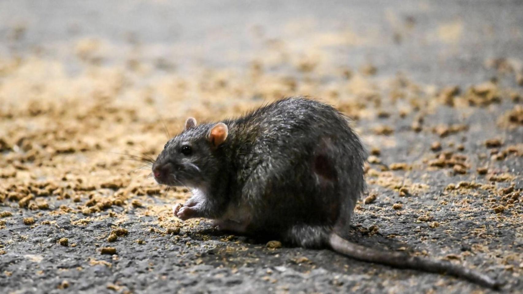 EE.UU. cambia las normas y acoge una inesperada solución a su mayor problema:  la plaga de ratas se topa con su peor enemigo