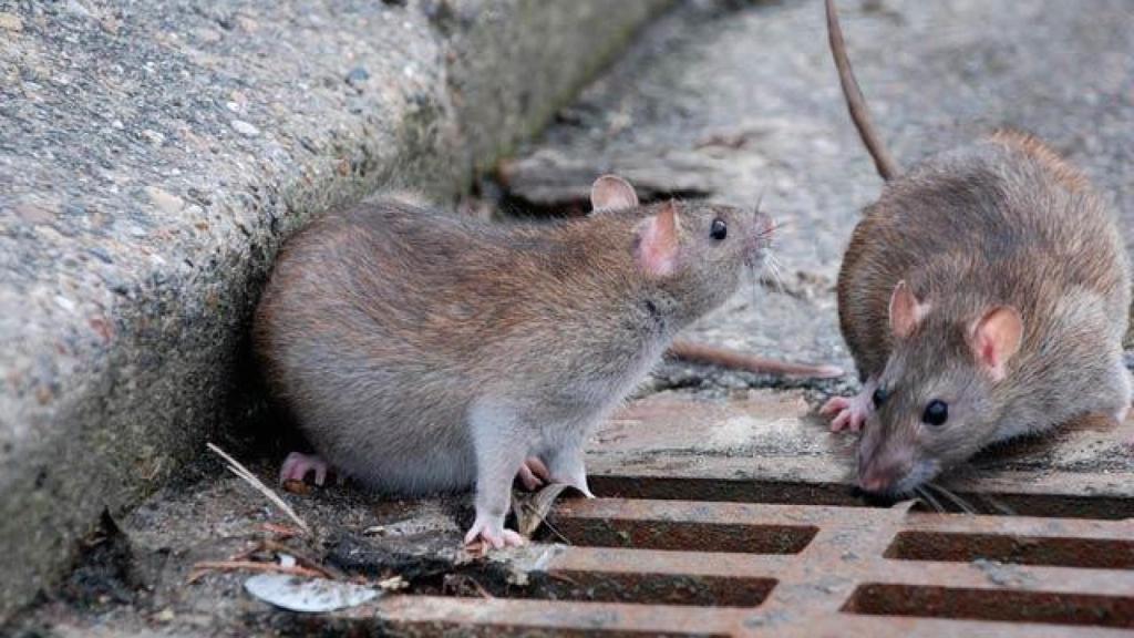 El frío extremo de Nueva York acaba con la plaga de ratas.
