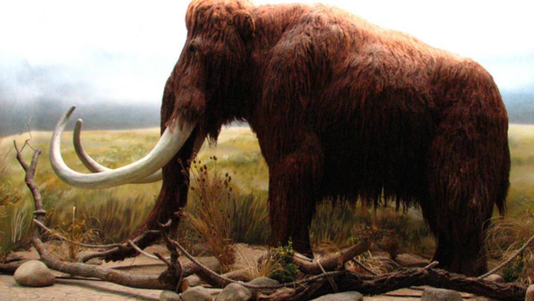 Recreación de un mamut vivo.