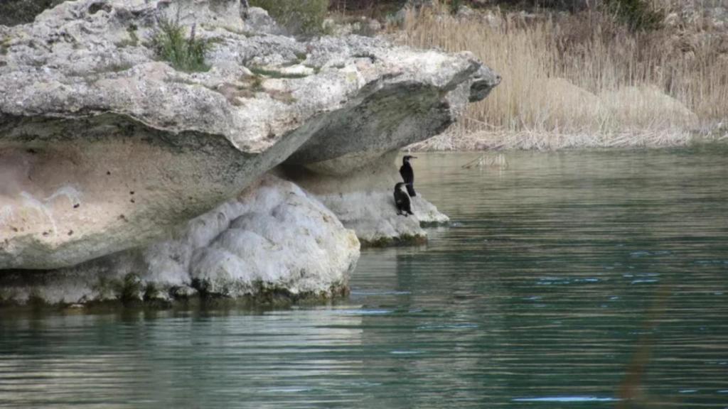 Aves en una roca en las Lagunas de Ruidera.