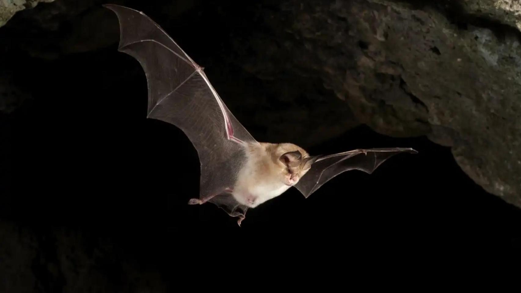 Expertos de EE.UU. hallan al posible portador de la próxima pandemia: un murciélago de 34 gramos 7 centímetros