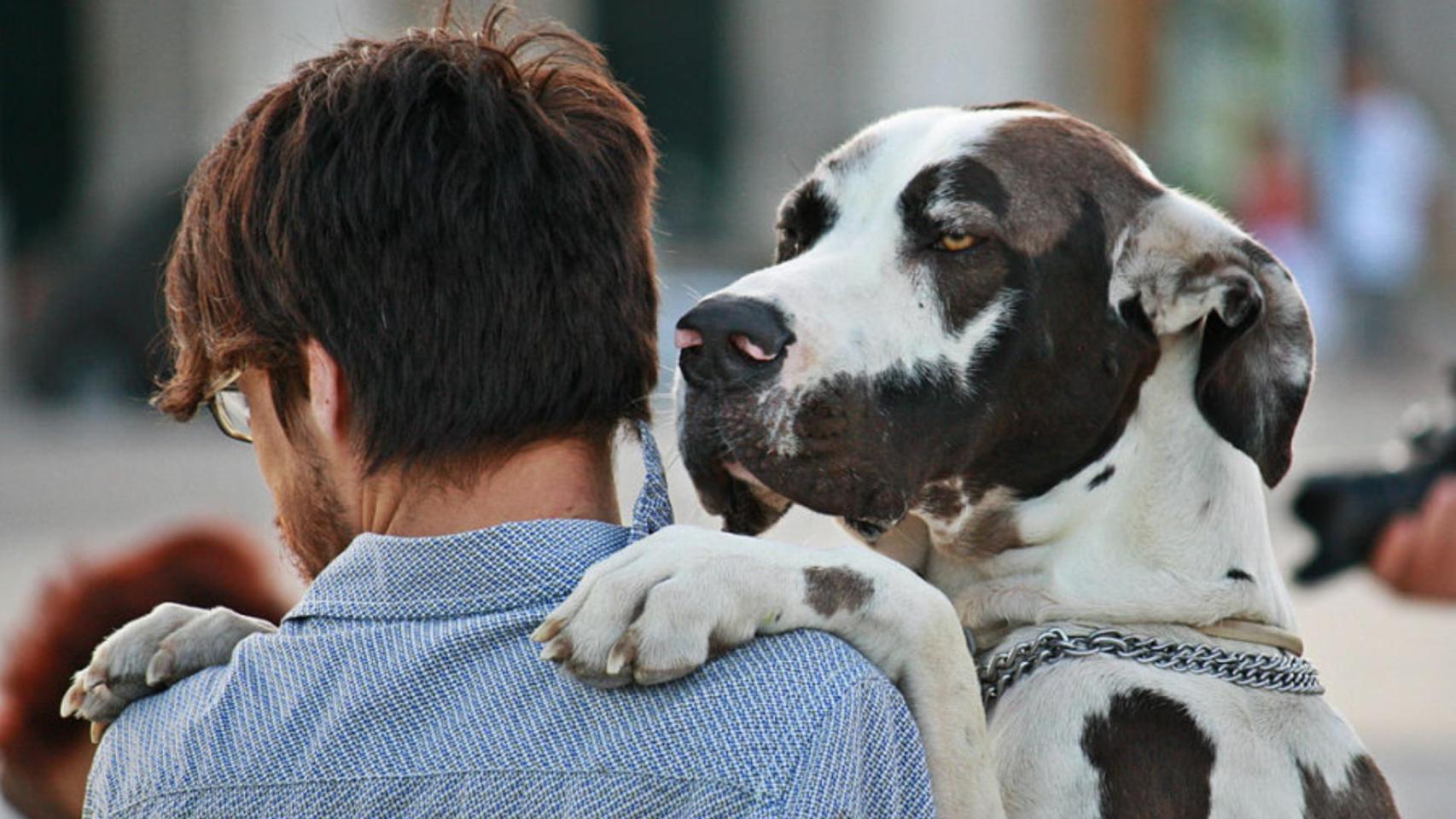 La psicología lo confirma: los perros temen perder el amor de sus dueños y sienten celos ante la amenaza de rivales