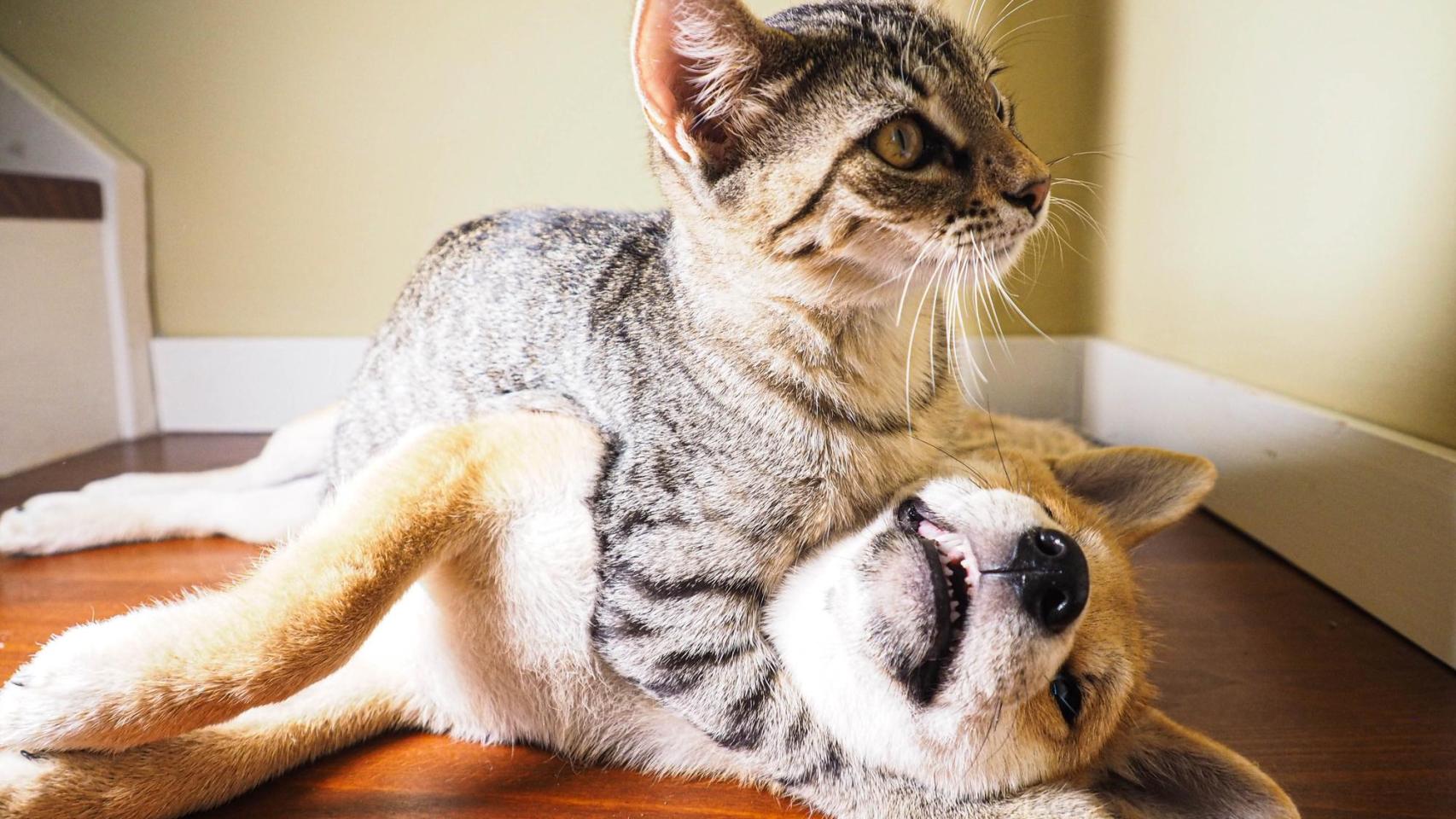 Un gato y un perro jugando en una casa.