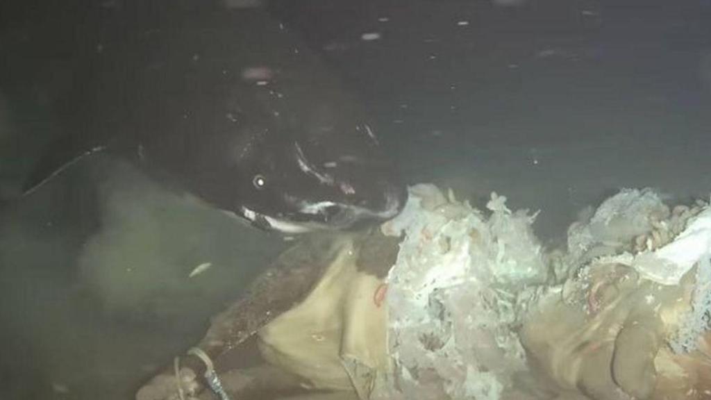 Tiburones dormilones aparecen en las profundidades de China.