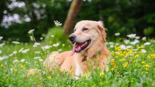 Un perro en medio de un prado con flores.