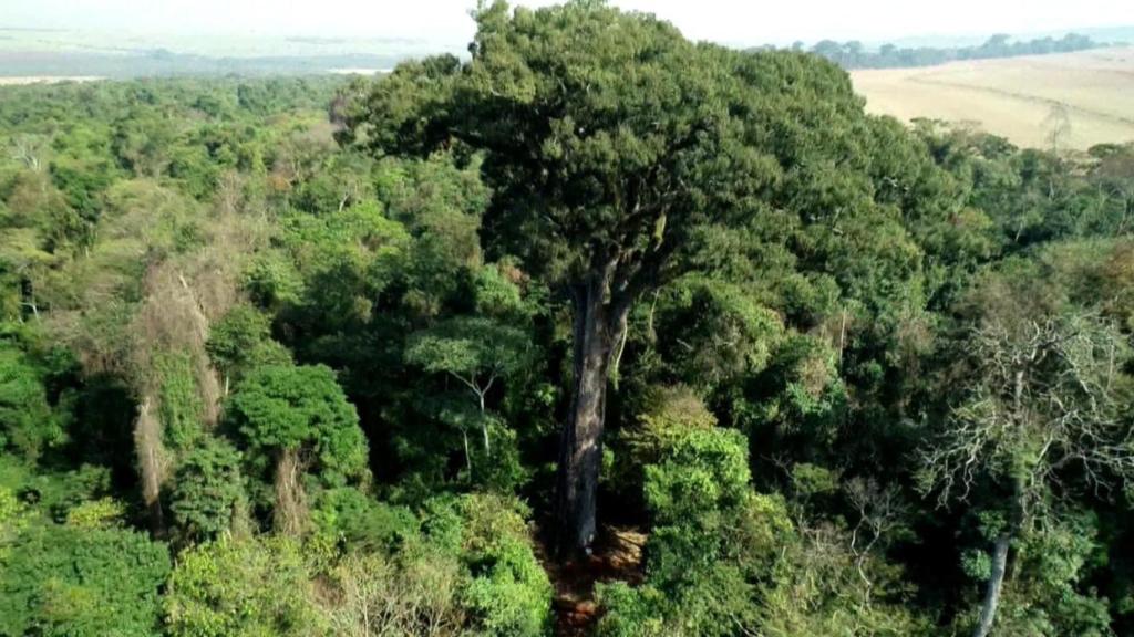 Brasil halla un colosal árbol de 500 años y 40 metros de altura que revoluciona el ecosistema: un hecho histórico