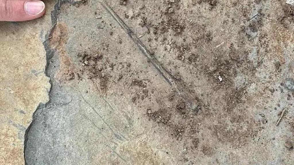 Falange alar de pterosaurio en el momento de su descubrimiento en el yacimiento El Pozo .