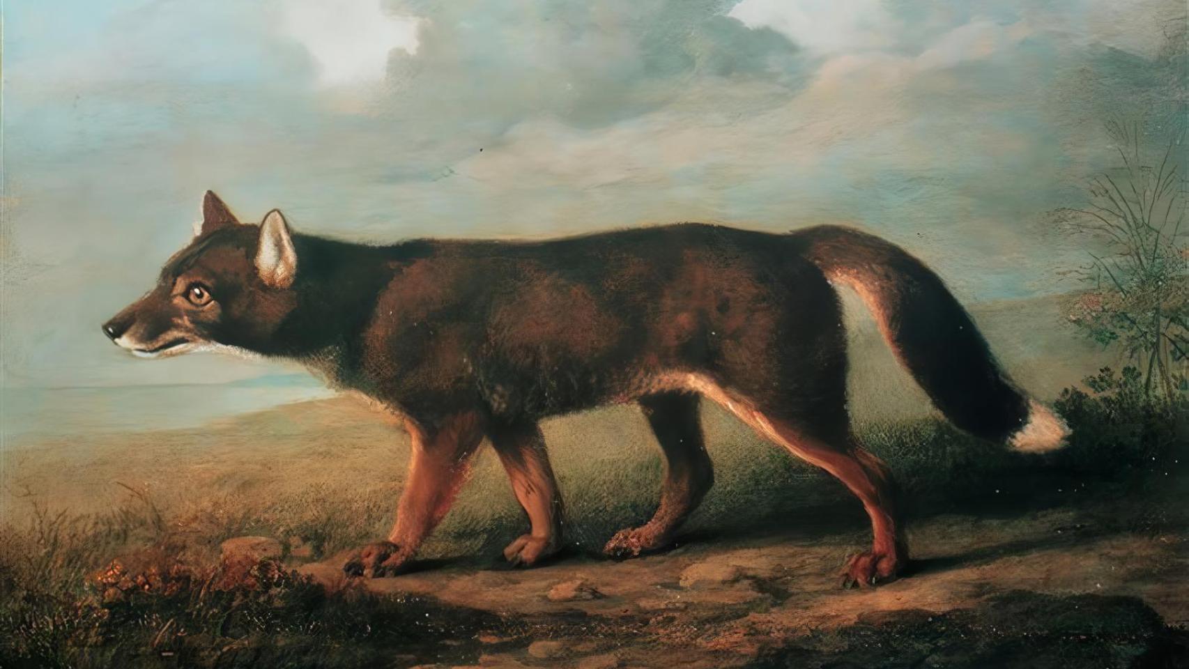 Un cuadro de un dingo realizado por el pintor de animales británico George Stubbs.