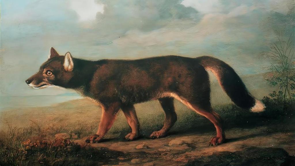 Un cuadro de un dingo realizado por el pintor de animales británico George Stubbs.