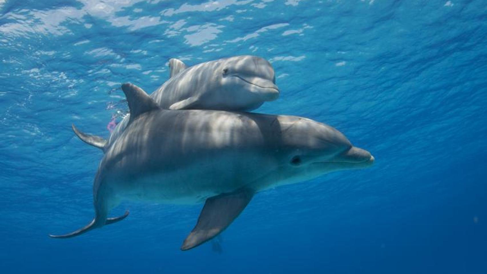 Dos delfines en medio del mar.