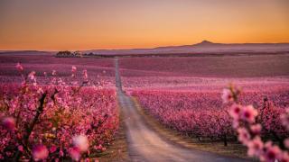 Visite los campos rosas de Aitona, el Lérida (Cataluña).