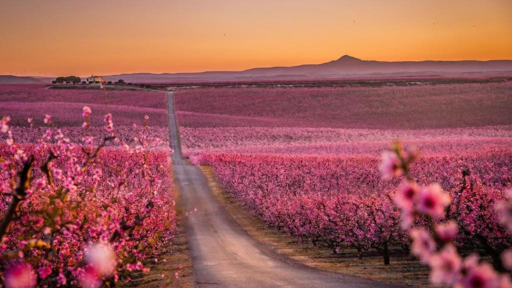 Visite los campos rosas de Aitona, el Lérida (Cataluña).