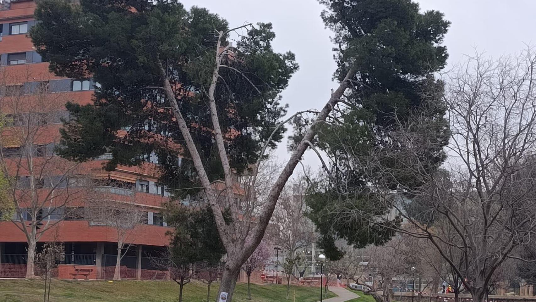 El ejemplar del parque Bruil que se talará esta semana ante el riesgo de colapso.