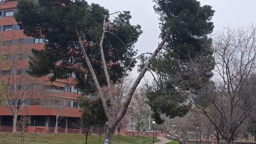 El ejemplar del parque Bruil que se talará esta semana ante el riesgo de colapso.