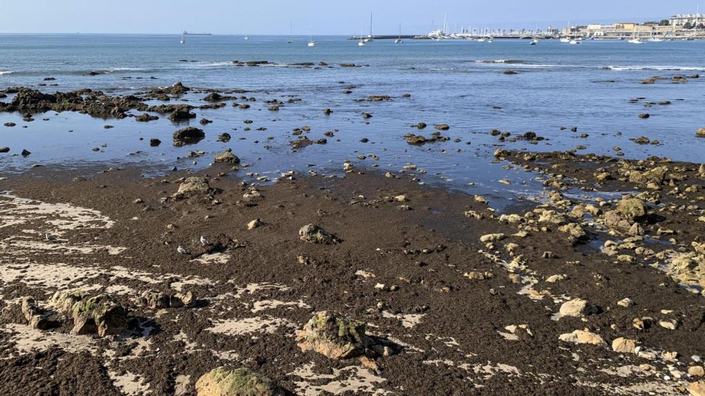 El alga asiática invasora ‘Rugulopteryx okamurae’ en la Praia das Moitas, en el municipio de Cascais (Portugal), en una imagen de archivo.