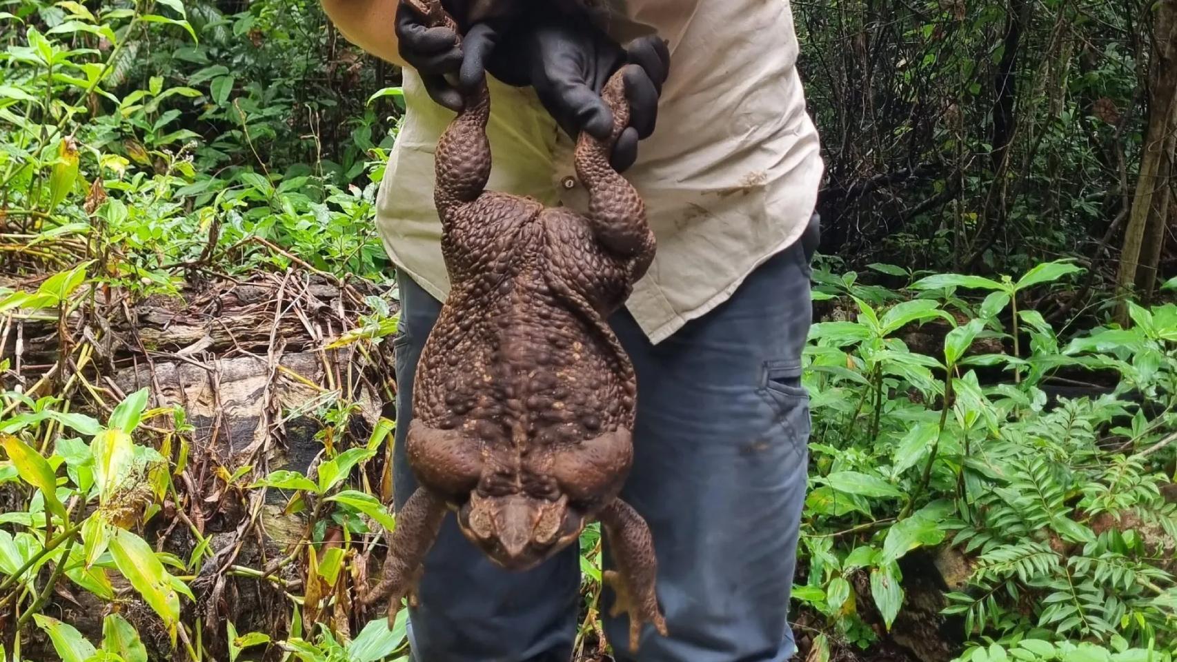 Imagen de una 'Rhinella marina' encontrada en un parque en el noreste de Australia.