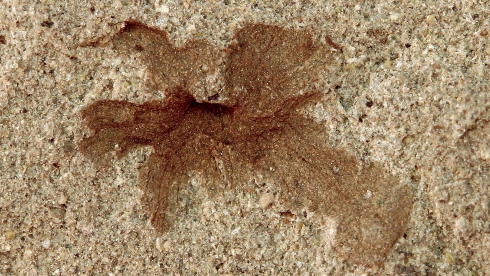 Ejemplar de 'Patagoflora minima', una de las pequeñas flores estudiadas comparada con una escala 5 milímetros.