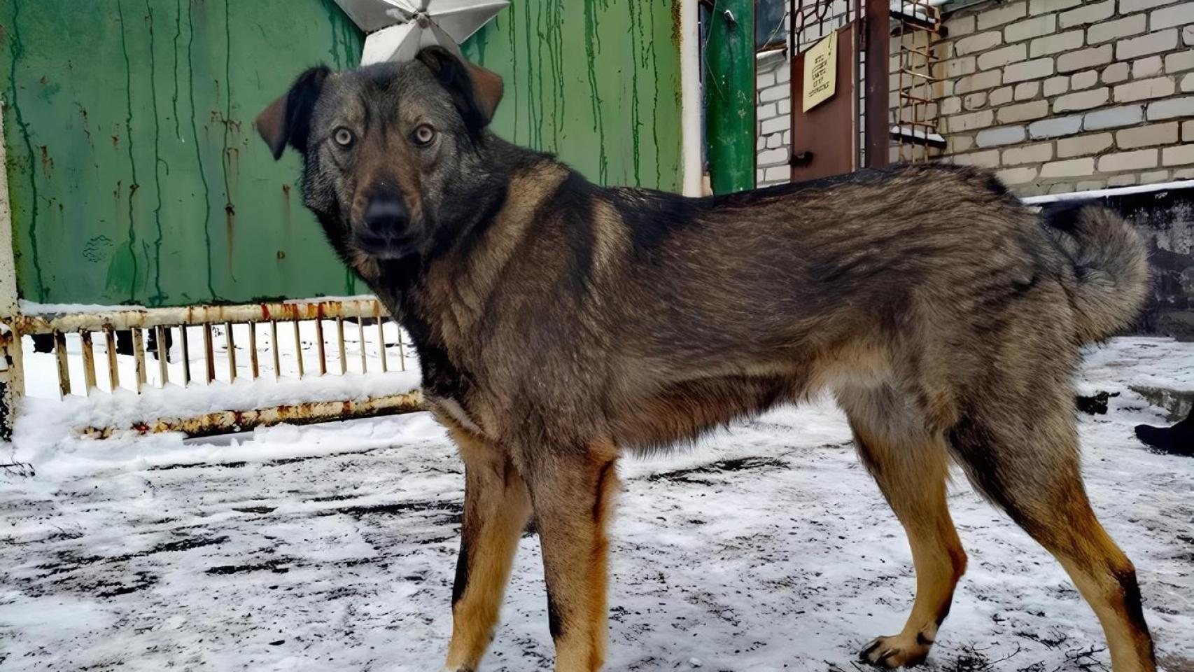 Los animales callejeros reciben ayuda del Fondo Futuros Limpios, que ha establecido clínicas veterinarias en la zona.