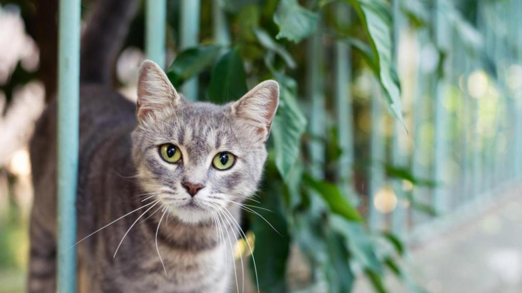 Un gato en un jardín.
