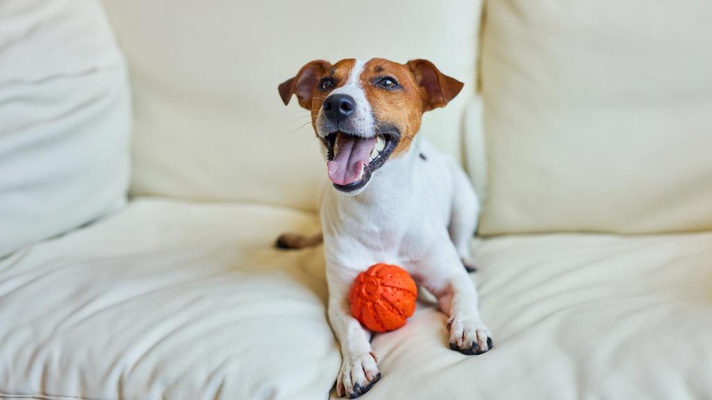 Un perro jugando.