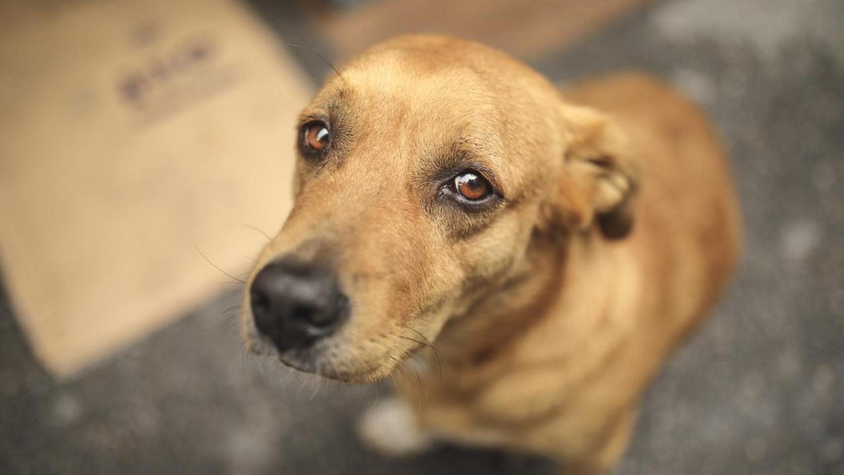 Un perro.