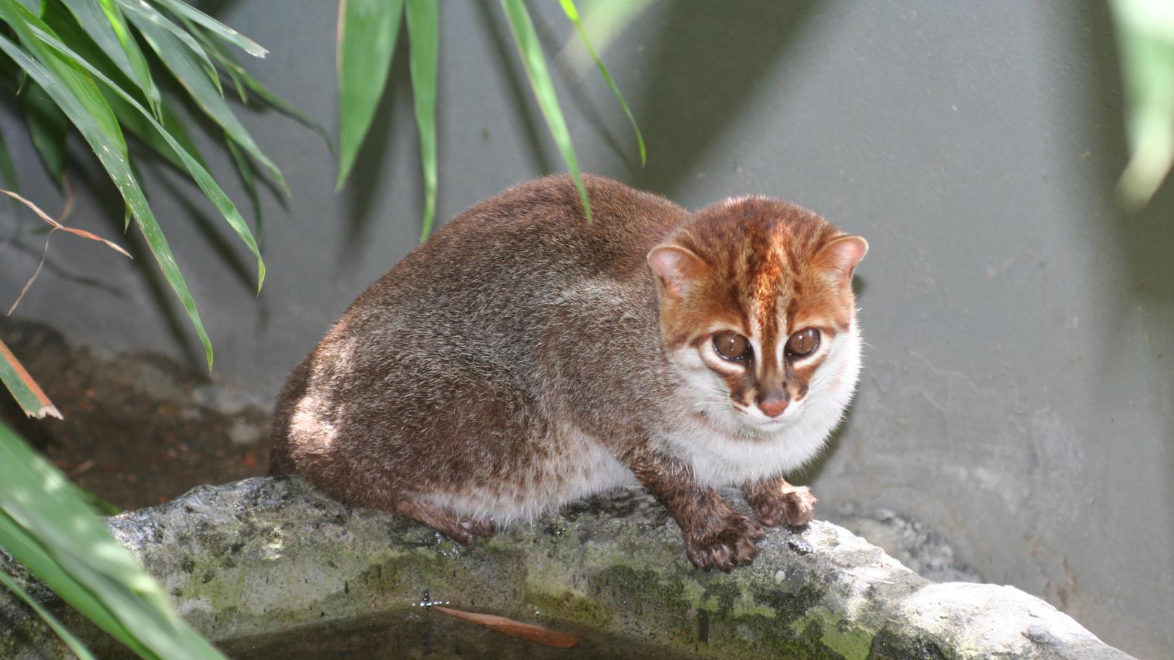 Gato de cabeza plana.