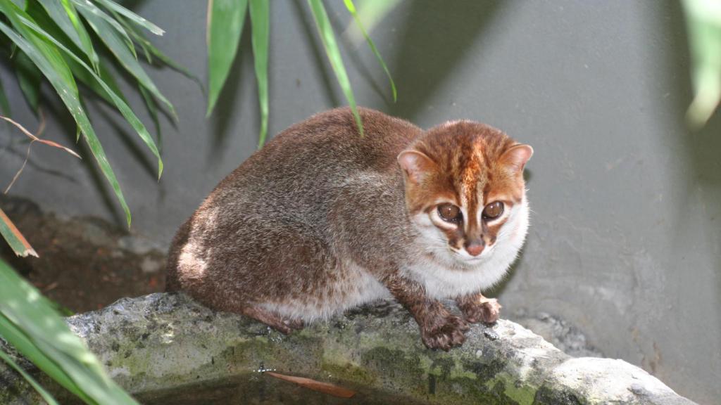 Gato de cabeza plana.