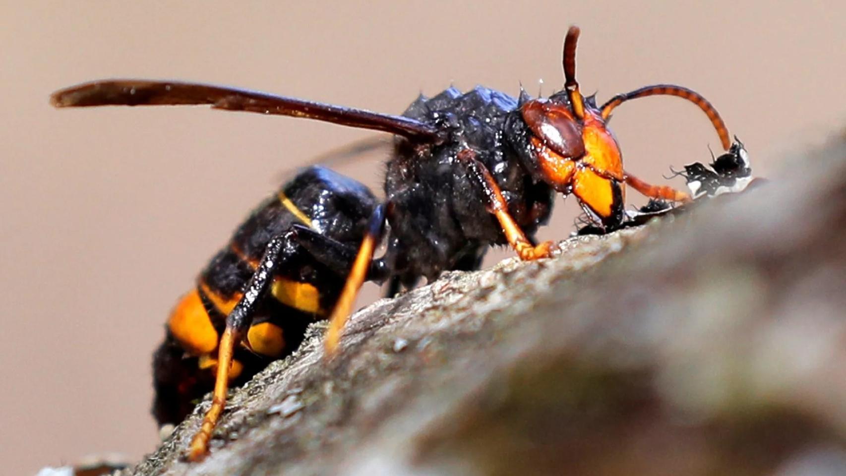 Imagen de una 'vespa velutina', comúnmente conocida como avispa asiática, cerca de Santiago de Compostela.