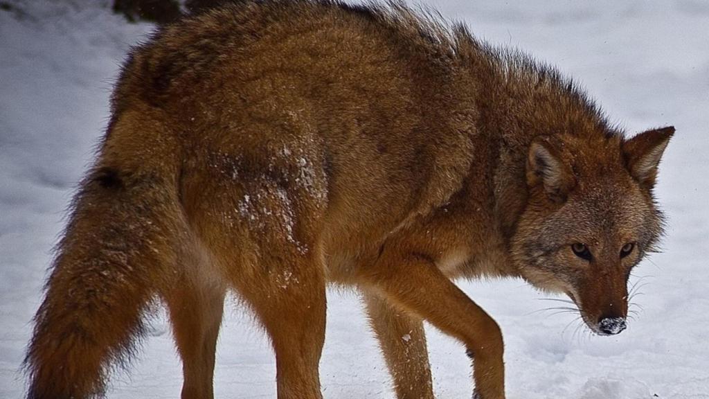 Ni coyote ni lobo: el depredador híbrido de EEUU que confunde a los expertos y ronda el millón de ejemplares