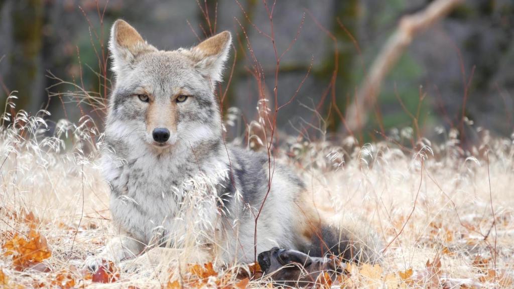 ¿Es realmente el coyolobo una nueva especie?