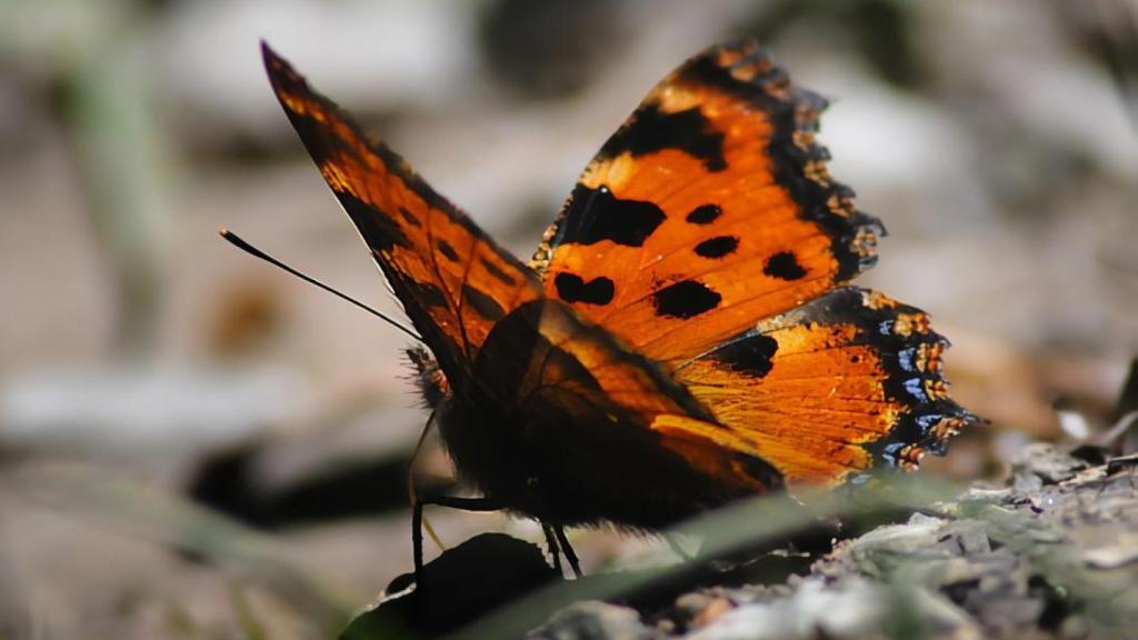 Fotografía de la Nymphalis polychloros.