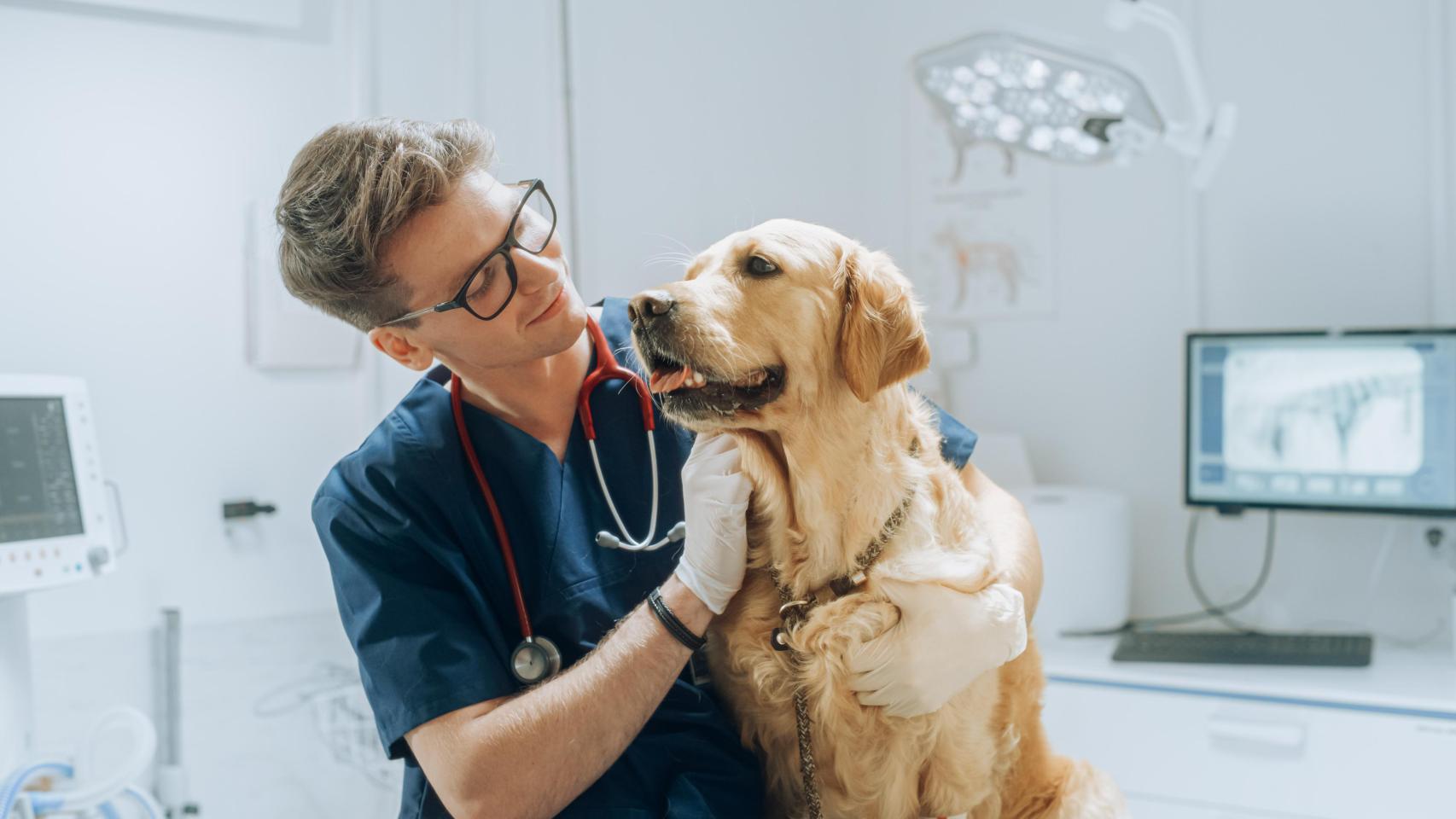 Un veterinario con un perro.