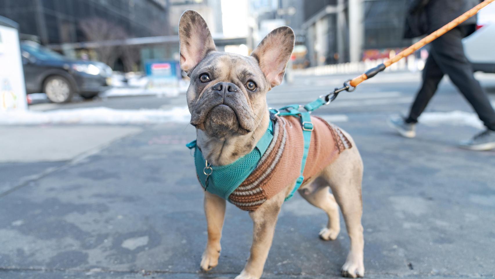 Un bulldog gris en Nueva York.