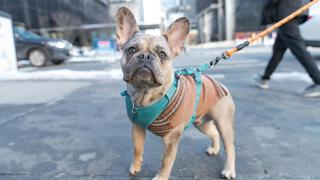 Un bulldog gris en Nueva York.