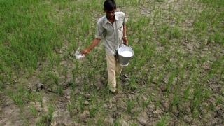 Un agricultor esparce urea en su campo en la ciudad de Simbhaoli, en India.
