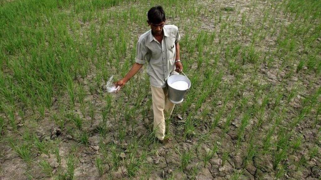 Un agricultor esparce urea en su campo en la ciudad de Simbhaoli, en India.