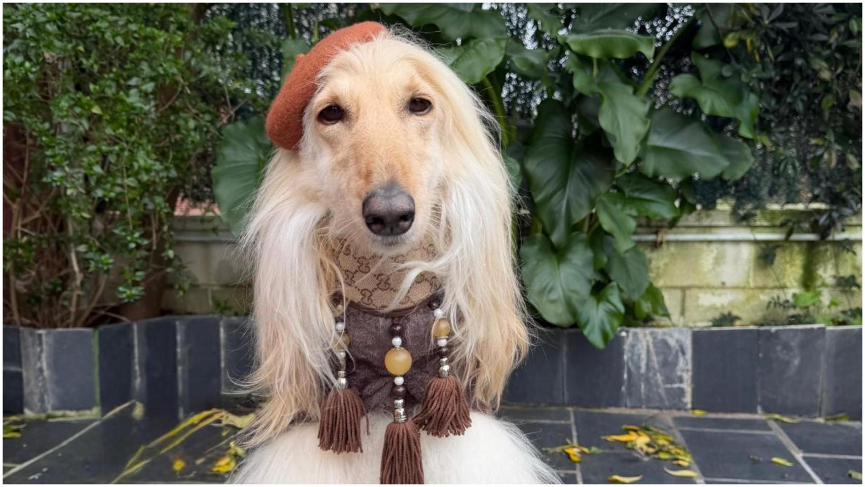 Catalina, la galga afgana de Oleiros (A Coruña) que posa para Zara Kids