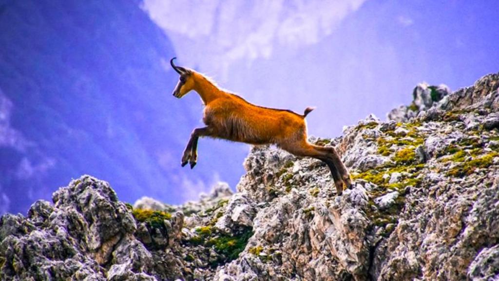 Ni los Pirineos ni Picos de Europa: el santuario oculto del rebeco cantábrico en España con 120 ejemplares por km²