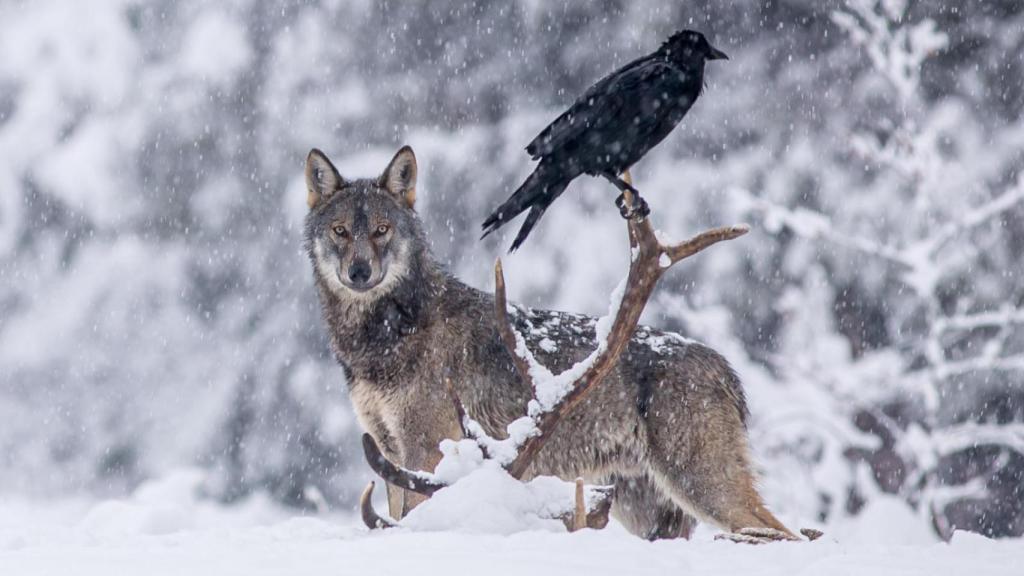 Lobo y cuervo.