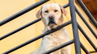 Perro en un balcón