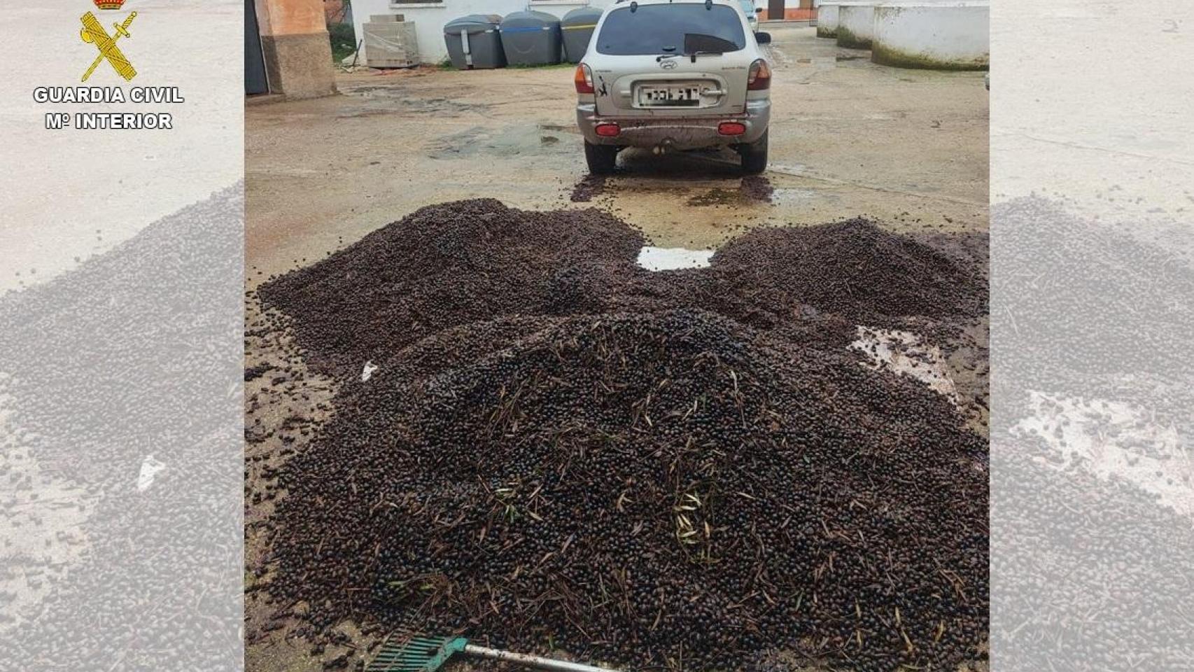 Aceituna intervenida en la operación 'Olimbra'.