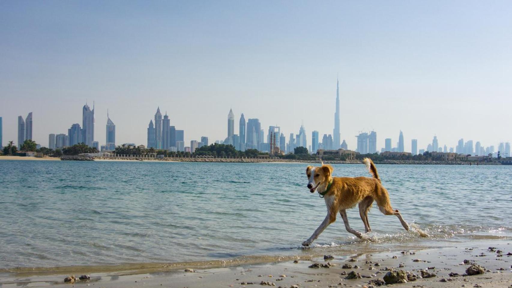Un perro en la playa de Dubai.