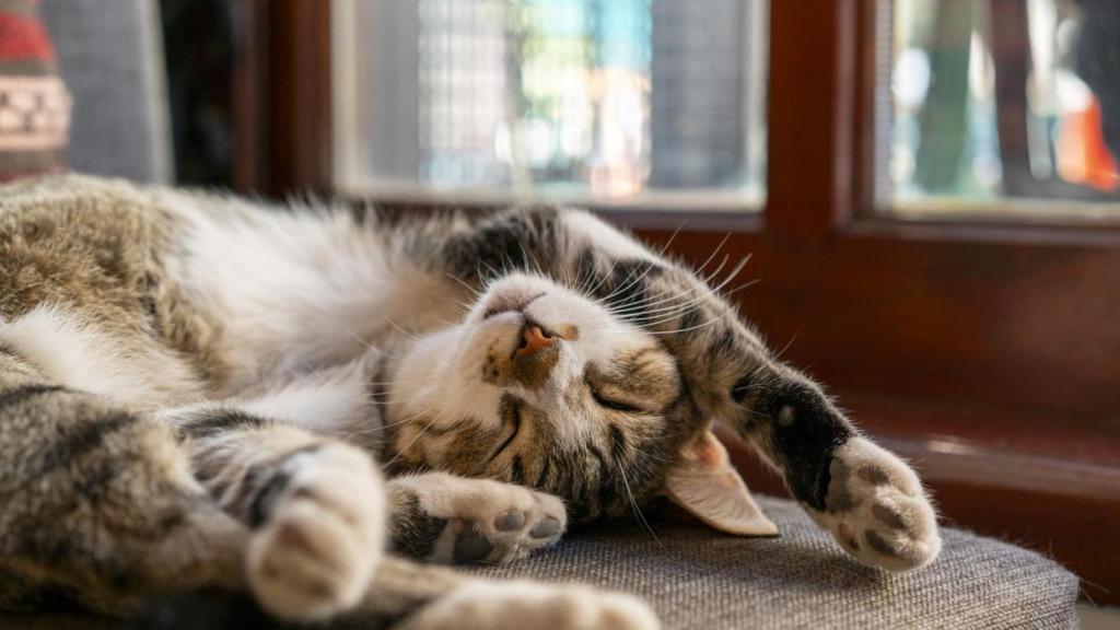 Un gato durmiendo.