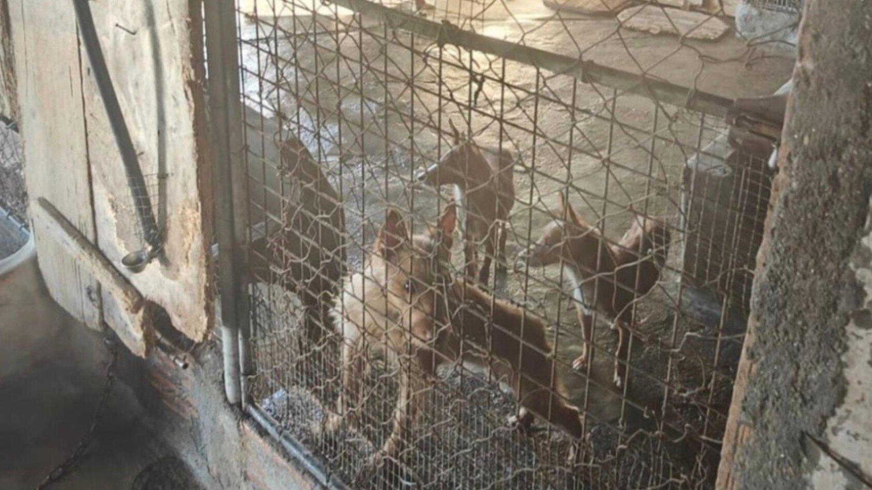 Rescatan 22 perros en pésimas condiciones higiénico-sanitarias en Moaña (Pontevedra)