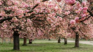 Cerezos en flor